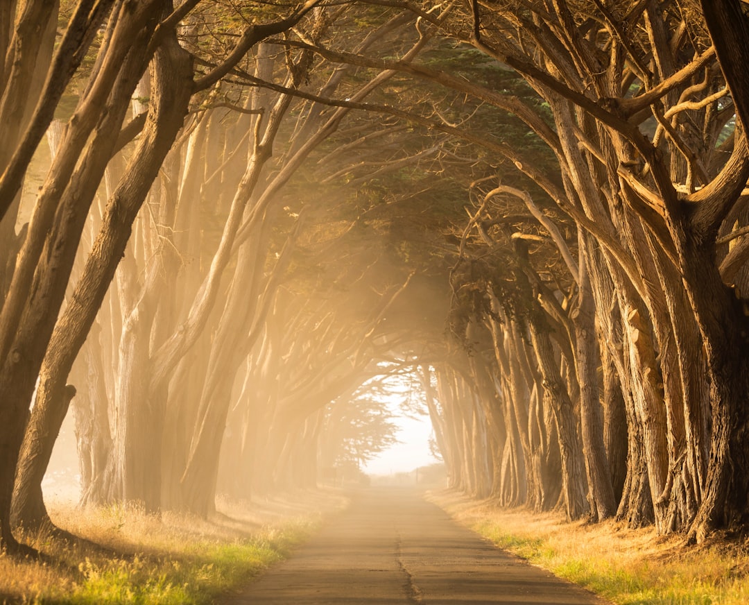 Golden light filtering through a tree-lined path forming a natural tunnel